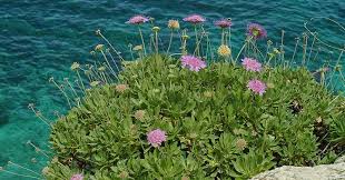 Image result for Dipsacaceae