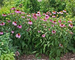 Echinacea Purpurea Bravado Habit Pink Perennials Echinacea Purpurea Backyard Plants