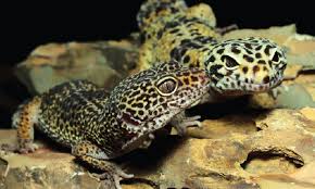 We also offer reptiles and other exotic animals from around the world. Covid 19 With Reptiles And Amphibians Ethos Veterinary Health
