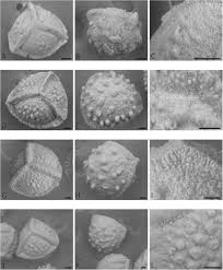 Image result for Isoetes schweinfurthii