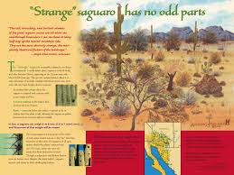 (and really cool photos!), the tweet said. Dry Summer Tohono Chul Tucson Az