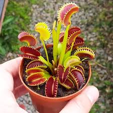 Image result for Drosera dielsiana