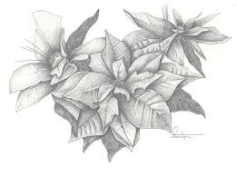 Christmas Poinsettia By Kristen Stevenson December Flower Tattoo Birth Flower Tattoos Flower Tattoo Drawings