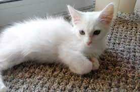 We have one white teacup/toy persian kitten. Free Photo White Kitten Adorable Cat Cute Free Download Jooinn