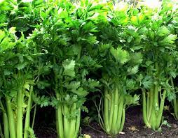 How To Grow Celery Growing Celery In Containers Celery Care Growing Celery Celery Plant Home Vegetable Garden