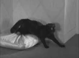 Swing Time 1936 Creepy Cat Creepy Gif Cats