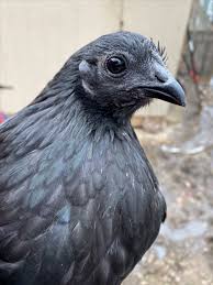 Ayam Cemani Pullet Chicken Breeds Breeds