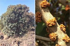 Image result for Englerophytum natalense