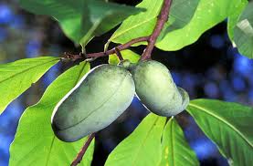 We offer a delivery and planting services of our trees. Rare And Unusual Fruits You Can Grow In Your Iowa Backyard Iowa Source