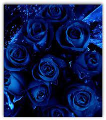 Blue Roses Suger67 Blue Roses Flowers Beautiful Roses