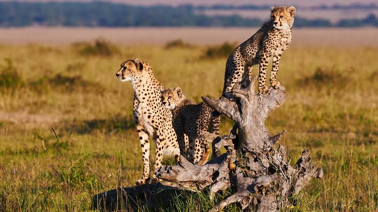 Cheetah Safaris in Kenya | Cheetah Tours | Kenya Safaris Tours | Kenya