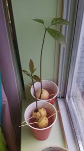 The chilling period occurs after the fruit portion is ripe. Growing Trees For Profit In Your Backyard Homesteading