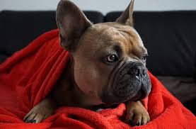 To be safe, visit your vet for a professional diagnosis. French Bulldog On The Couch Snuggled Dog Portrait Animal Portrait Kuscheldecke Red Beige Amber Eyes Pikist