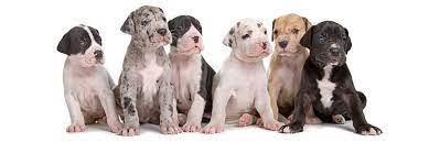 Big, bright and beautiful, no one can miss the great dane. Find Great Dane Breeders Near You Complete List By State