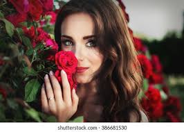 137+ Thousand Shrub Rose Royalty-Free Images, Stock Photos & Pictures