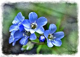 Check spelling or type a new query. Southern Missouri Wildflowers 5 Photograph By Debbie Portwood