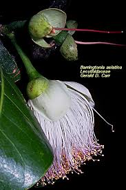 Image result for Lecythidaceae