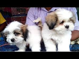Cute Dog Puppy Seller At Galiff Street Pet Market Kolkata 20th Jan 2019 Seller Contact No Youtube