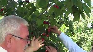 Eğer budama ve terbiye konusunda çok fazla müsait olamayacaksanız, biraz. Konya Aksehir Napolyon Kirazinda Kuruma Sorunu Hastaliklar Yesil Sapli Sert Kiraz Nasil Youtube