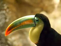 Regiunea subcodală roșie, ciocul albăstrui, cu muchii longitudinale, dur. O Scumpete De Animal Monden Tribuna