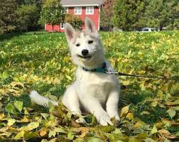 Hope that you will get back to me soon for details. Pin On Siberian Huskies