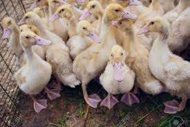 We have a minimum order of 15 duck hatching eggs. Yellow Duck In Box For Sale At Fair Incubator Ducklings For Stock Photo Picture And Royalty Free Image Image 106274467