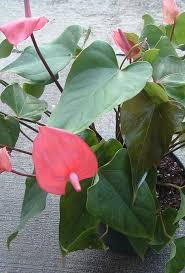 Pin On Gardening