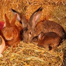 Lapin Geant Des Flandres Le Geant Des Flandres Est Un Lapin De Ferme Tres Populaire Dont Les Org Geant Des Flandres Lapin Geant Lapin Geant Des Flandres