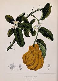 Image result for Citrus medica