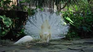 Hope you all like it. White Peacock Dances Marriage Dance Unleashing Tail Usual Habitat Forest Video By C Nicola Dj Mail Ru Stock Footage 395900456