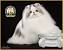 Fat Exotic Longhair Cat