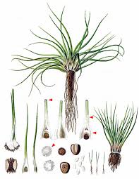 Image result for Isoetes schweinfurthii