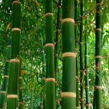 Image result for Bambusa balcooa