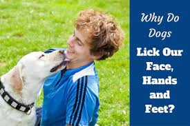 Why Do Dogs Lick People Your Face Hands And Feet What Does It Mean