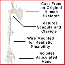 Jul 29, 2020 · the pectoral girdle connects the upper limb (arm) bones to the axial skeleton and consists of the left and right clavicles and left and right scapulae. Amazon Com Axis Scientific Human Arm Skeleton Model Life Size Anatomical Arm Includes All Arm Bones Plus Clavicle Scapula And Articulated Hand Bone Includes Detailed Product Manual And 3 Year Warranty Industrial