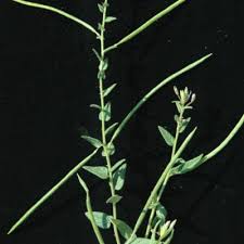 Image result for Cleome monophylla