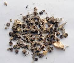 Or is it hermetically sealed and designed based on blind trust? Why Is It Important To Have Seed Banks And Seed Access Sustainable Secure Food Blog