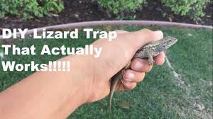 How to attract lizards to your garden. How To Catch A Common House Lizard And Keep It As A Pet 14 Steps