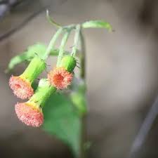 Image result for Crassocephalum radiatum