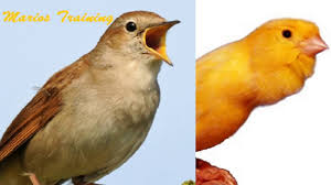 Canary Singing Video Nightingale Singing