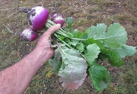 Image result for Brassica rapa