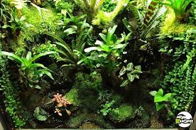 Pin By Terrarium Construction On Terrariums And Paludariums Vivarium Plants Dart Frog Vivarium