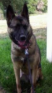 This is the kind of breed that you will have problems with because they are constantly shedding. Akita Shepherd Dog Breed Pictures Page 1