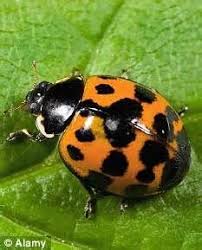 Are Black And Red Ladybugs Poisonous Poisonous Ladybugs Bing Images Poisonous Animals Ladybird Ladybug