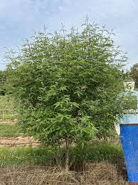 Image result for Vitex fischeri