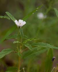 Image result for Monsonia angustifolia