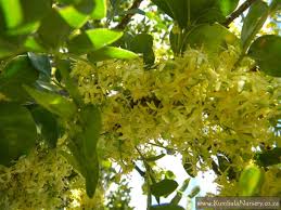 Image result for Ptaeroxylon obliquum