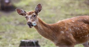 Do deer eat ornamental cabbage? Do Deer Eat Fruits Bananas Apple Berries Oranges Pears Watermelon