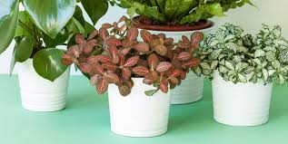 The leaves close up at night or when disturbed. 25 Easy Houseplants Easy To Care For Indoor Plants