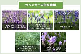 ラベンダーの育て方】苗の選び方や植え替え、増やし方など詳しく解説 | となりのカインズさん